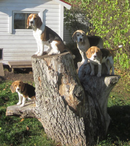 Hundar på grenar